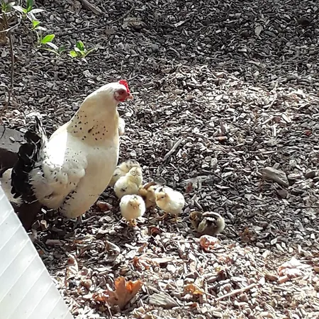 Holiday home Groepsaccommodatie Met Workshopruimte Hurwenen