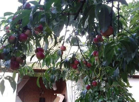 Groepsaccommodatie Met Workshopruimte