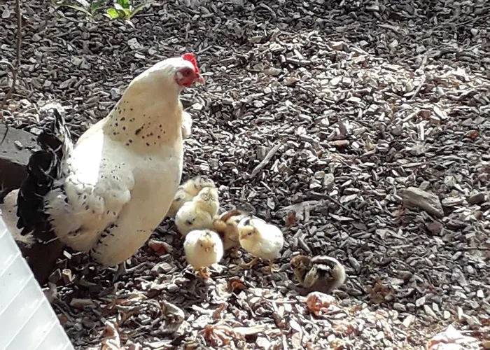 別荘 Groepsaccommodatie Met Workshopruimte Hurwenen